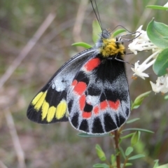 Delias harpalyce (Imperial Jezebel) at Black Mountain - 8 Oct 2022 by MatthewFrawley