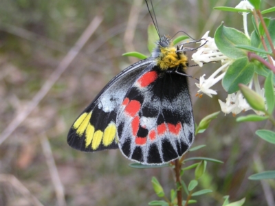 Delias harpalyce (Imperial Jezebel) at Molonglo Valley, ACT - 8 Oct 2022 by MatthewFrawley