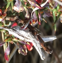Coryphistes ruricola (Bark-mimicking Grasshopper) at Lower Boro, NSW - 2 Oct 2022 by mcleana