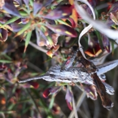 Coryphistes ruricola at Lower Boro, NSW - 2 Oct 2022