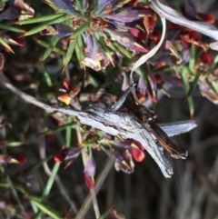 Coryphistes ruricola at Lower Boro, NSW - 2 Oct 2022