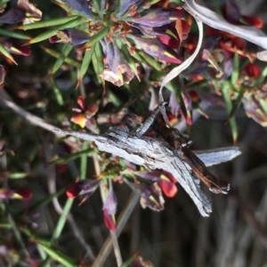 Coryphistes ruricola at Lower Boro, NSW - 2 Oct 2022