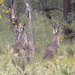 Macropus giganteus (Eastern Grey Kangaroo) at Black Mountain - 8 Oct 2022 by MatthewFrawley