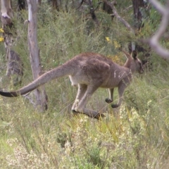 Macropus giganteus at Molonglo Valley, ACT - 8 Oct 2022