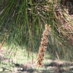 Carex appressa (Tall Sedge) at Stirling Park - 8 Oct 2021 by grakymhirth@tpg.com