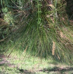 Carex appressa at Yarralumla, ACT - 8 Oct 2021