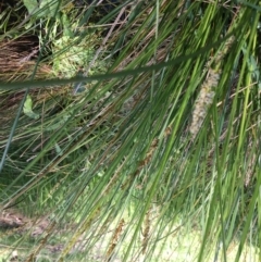 Carex appressa at Yarralumla, ACT - 8 Oct 2021