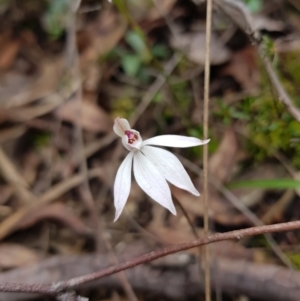 Caladenia fuscata at Molonglo Valley, ACT - suppressed