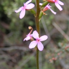 Stylidium graminifolium (Grass Triggerplant) at Molonglo Valley, ACT - 8 Oct 2022 by MatthewFrawley