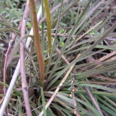 Stylidium graminifolium at Molonglo Valley, ACT - 8 Oct 2022