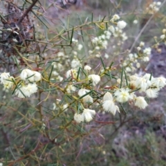 Acacia genistifolia (Early Wattle) at Black Mountain - 8 Oct 2022 by MatthewFrawley