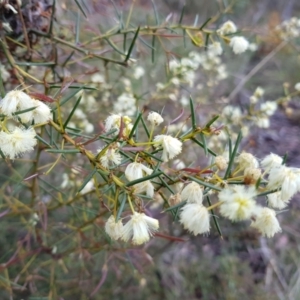 Acacia genistifolia at Molonglo Valley, ACT - 8 Oct 2022