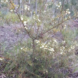 Acacia genistifolia at Molonglo Valley, ACT - 8 Oct 2022 11:25 AM