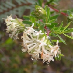 Pimelea linifolia subsp. linifolia (Queen of the Bush, Slender Rice-flower) at Molonglo Valley, ACT - 8 Oct 2022 by MatthewFrawley