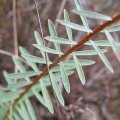 Pimelea linifolia subsp. linifolia at Molonglo Valley, ACT - 8 Oct 2022