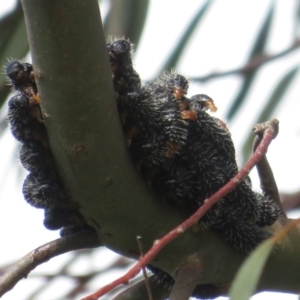 Perga sp. (genus) at Dunlop, ACT - 8 Oct 2022 09:19 AM