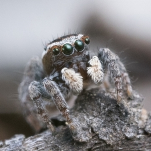 Maratus proszynskii at Stromlo, ACT - 8 Oct 2022 09:00 AM