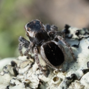 Maratus proszynskii at Stromlo, ACT - 8 Oct 2022 09:00 AM