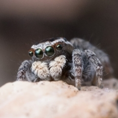 Maratus proszynskii at Stromlo, ACT - 8 Oct 2022 09:00 AM