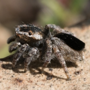 Maratus proszynskii at Stromlo, ACT - 8 Oct 2022 09:00 AM