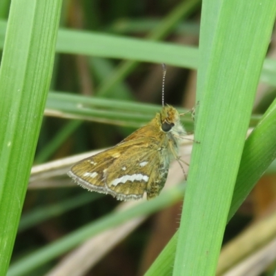 Taractrocera papyria (White-banded Grass-dart) at Dunlop, ACT - 8 Oct 2022 by Christine