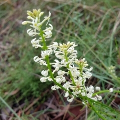 Stackhousia monogyna (Creamy Candles) at Point 5204 - 8 Oct 2022 by MatthewFrawley