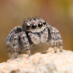Maratus vespertilio (Bat-like peacock spider) at Piney Ridge - 8 Oct 2022 by patrickcox