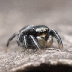 Unidentified Jumping & peacock spider (Salticidae) (TBC) at Stromlo, ACT - 8 Oct 2022 by patrickcox