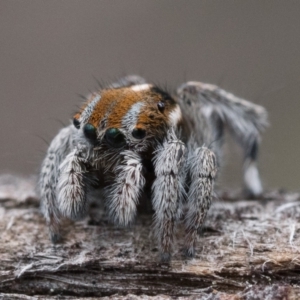 Maratus calcitrans at Molonglo Valley, ACT - suppressed