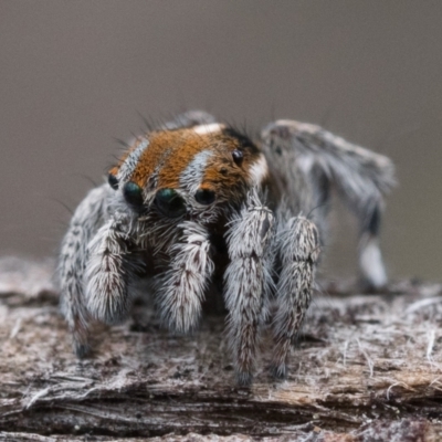 Maratus calcitrans (Kicking peacock spider) at Block 402 - 8 Oct 2022 by patrickcox