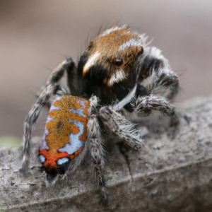 Maratus calcitrans at Molonglo Valley, ACT - suppressed