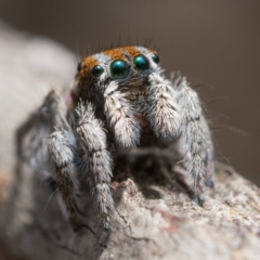 Maratus calcitrans at Molonglo Valley, ACT - suppressed