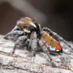 Maratus calcitrans at Molonglo Valley, ACT - suppressed