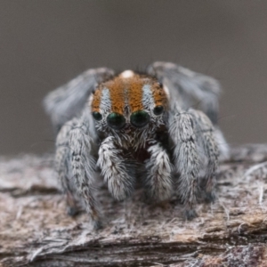 Maratus calcitrans at Molonglo Valley, ACT - suppressed