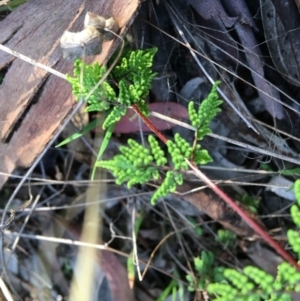 Cheilanthes sp. at Yarralumla, ACT - 5 Jun 2021