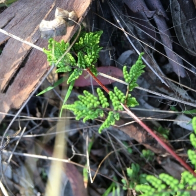Cheilanthes (genus) (Rock Fern) at Yarralumla, ACT - 5 Jun 2021 by grakymhirth@tpg.com