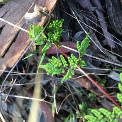 Cheilanthes sp. (Rock Fern) at Yarralumla, ACT - 5 Jun 2021 by grakymhirth@tpg.com