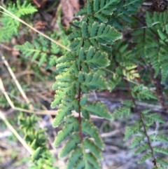 Cheilanthes sp. at Yarralumla, ACT - 5 Jun 2021