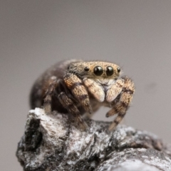 Simaethula sp. (genus) (A jumping spider) at Denman Prospect 2 Estate Deferred Area (Block 12) - 8 Oct 2022 by patrickcox