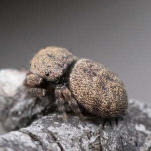 Simaethula sp. (genus) at Molonglo Valley, ACT - 8 Oct 2022