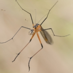 Harpobittacus australis (Hangingfly) at Denman Prospect 2 Estate Deferred Area (Block 12) - 8 Oct 2022 by patrickcox