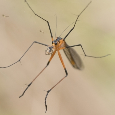 Harpobittacus australis (Hangingfly) at Block 402 - 8 Oct 2022 by patrickcox