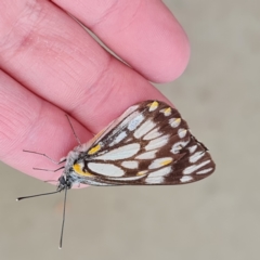 Belenois java (Caper White) at Jerrabomberra, ACT - 8 Oct 2022 by distractivore