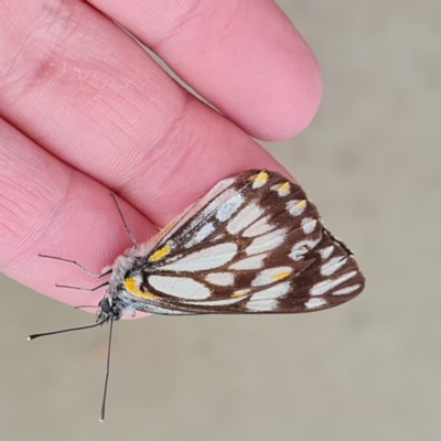 Belenois java (Caper White) at Jerrabomberra, ACT - 8 Oct 2022 by clairechadb