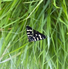 Phalaenoides tristifica (Willow-herb Day-moth) at Throsby, ACT - 6 Oct 2022 by simonstratford