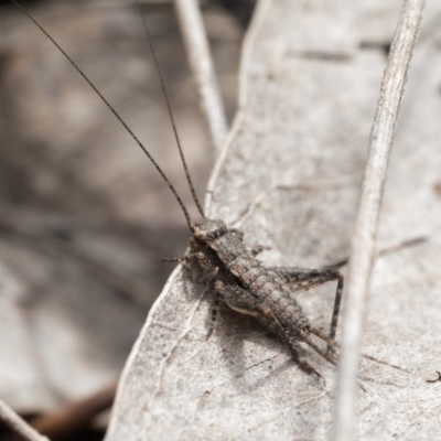 Grylloidea (superfamily) (Unidentified cricket) at Block 402 - 7 Oct 2022 by patrickcox