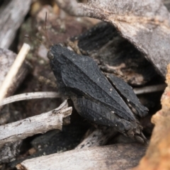 Paratettix australis (A pygmy grasshopper) at Piney Ridge - 7 Oct 2022 by patrickcox