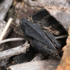 Paratettix australis (A pygmy grasshopper) at Molonglo Valley, ACT - 7 Oct 2022 by patrickcox