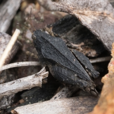 Paratettix australis (A pygmy grasshopper) at Piney Ridge - 8 Oct 2022 by patrickcox