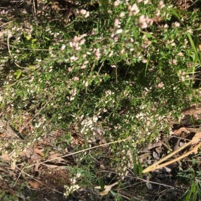 Cryptandra amara (Bitter Cryptandra) at Yarralumla, ACT - 8 Oct 2021 by grakymhirth@tpg.com